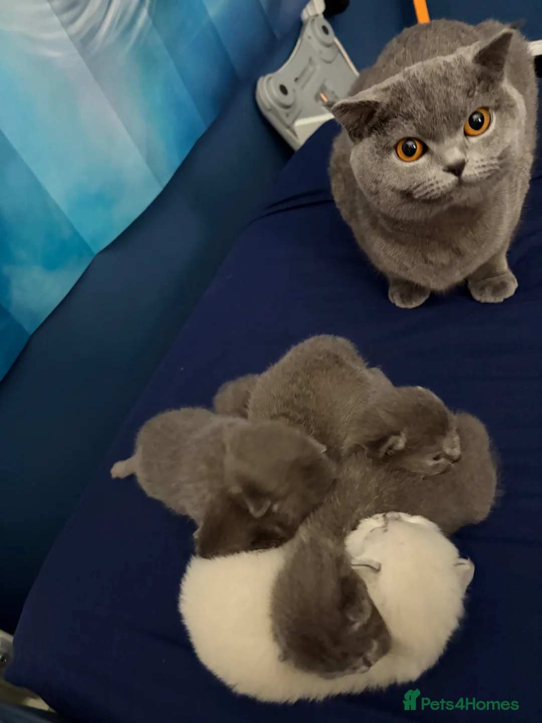 British Shorthair cats for sale: British shorthair  - Advert 6