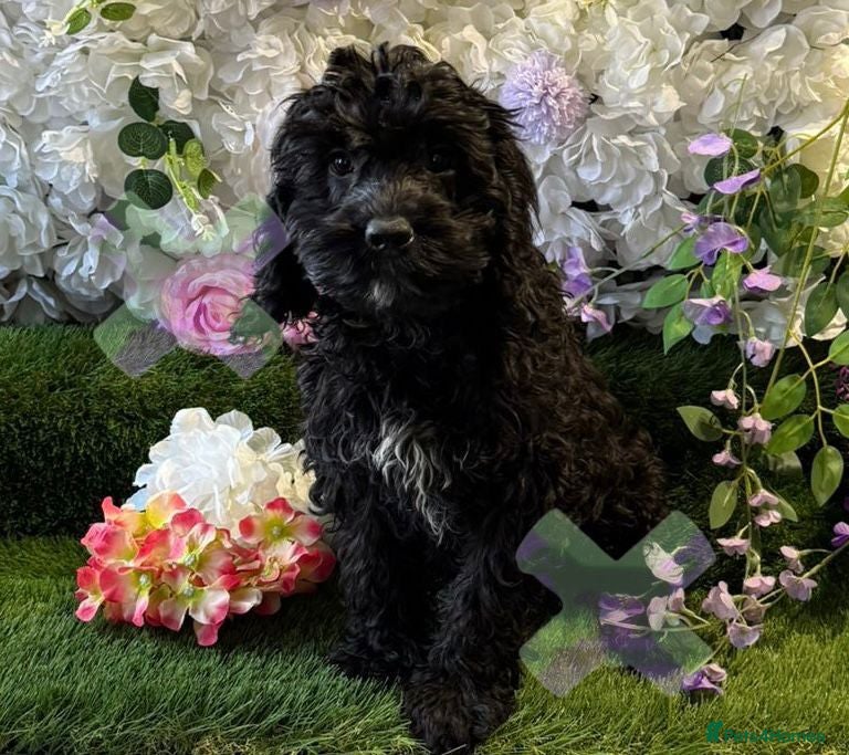Cockapoo dogs F1 MINI COCKAPOO boy 30 dna tested - Advert 1