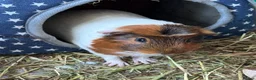 Guinea Pig rodents for sale: 2 male Guinea Pigs in Hassocks - Advert 3