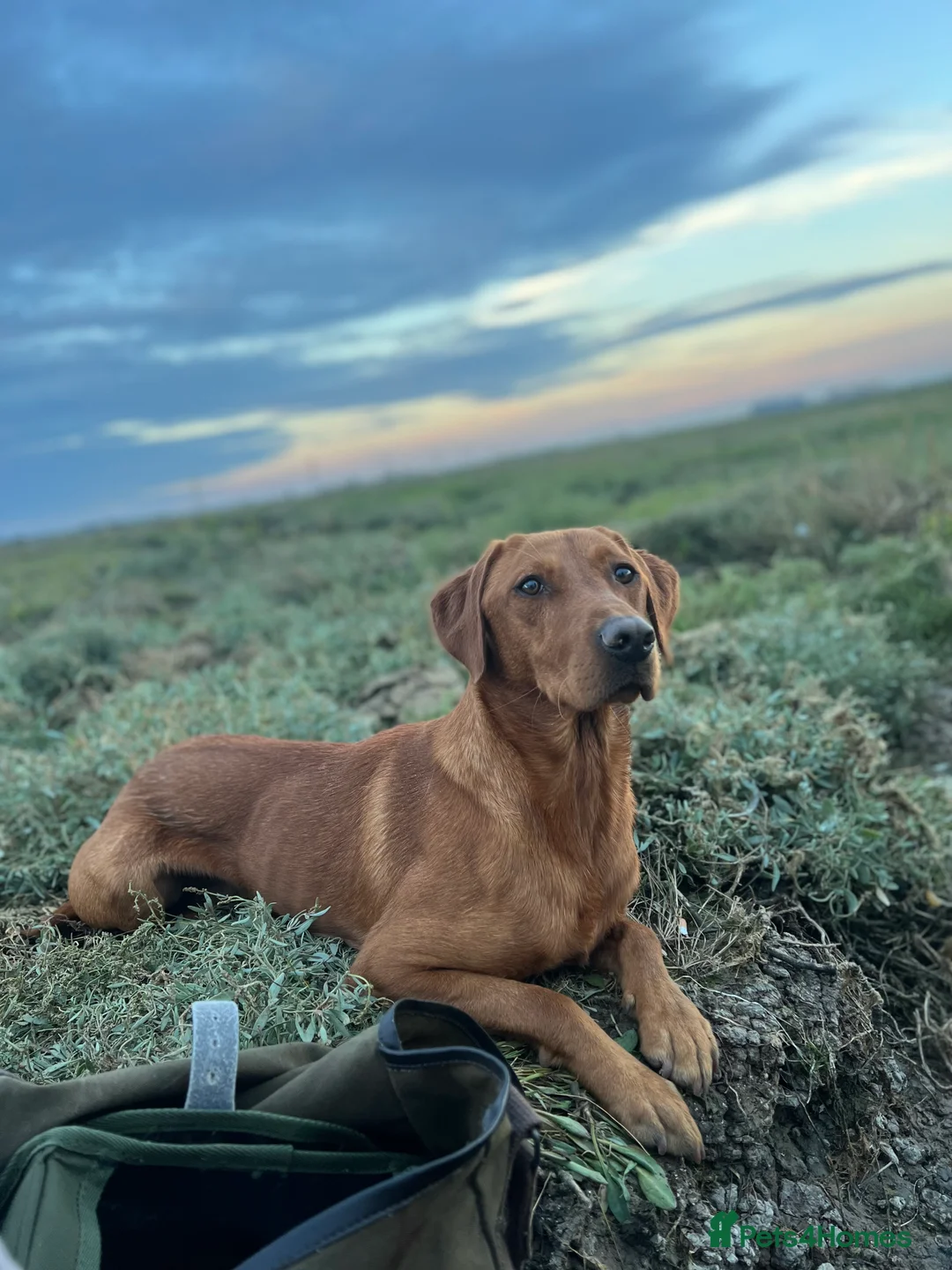 Labrador Retriever dogs for stud: Royal Red gun dog for stud - Advert 4