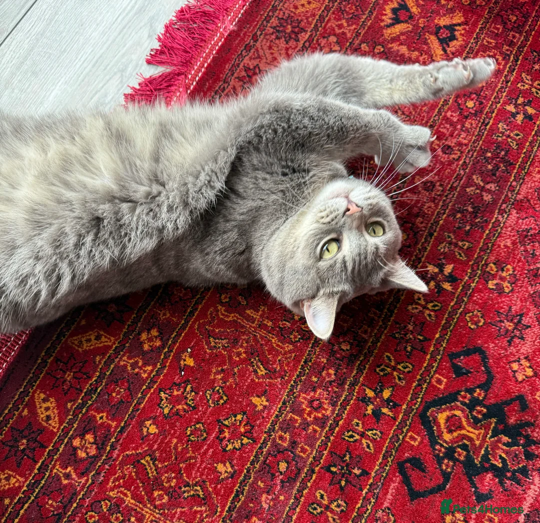 British Shorthair cats for sale: Grey british short hair Boy in Leicester - Advert 2