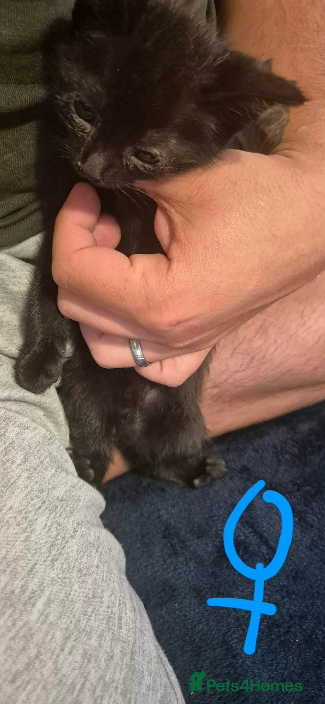 Mixed Breed cats for sale: Kittens for sale  in Gillingham - Advert 9