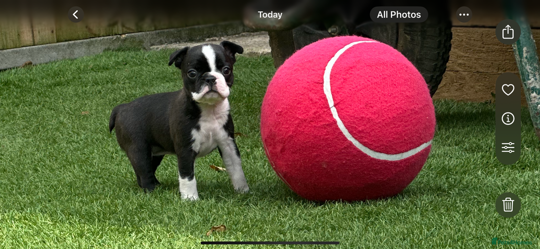 Boston Terrier dogs for sale: WILDAX Boston Terrier pups (2 girls left!) - Image 19