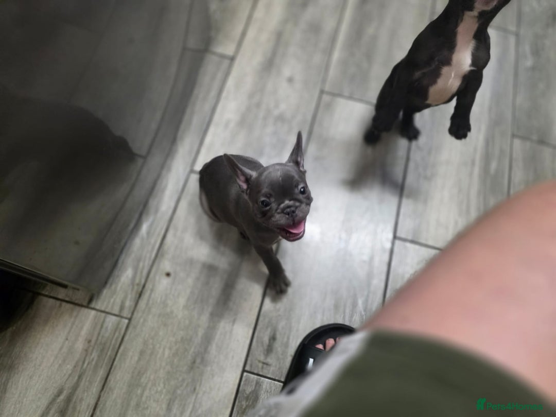 French Bulldog dogs for sale: 2 Adult French bulldogs and 4 Puppies  - Image 20