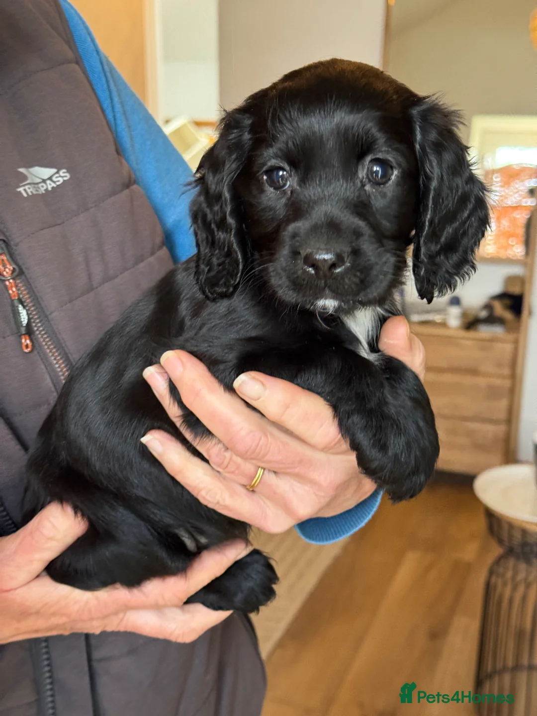 Cocker Spaniel dogs for sale: Cocker spaniel puppies - Advert 1