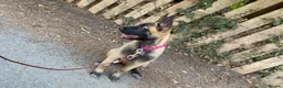 Belgian Shepherd Dog dogs for sale: Skye Belgian mallinos in Stockton-on-Tees - Advert 2