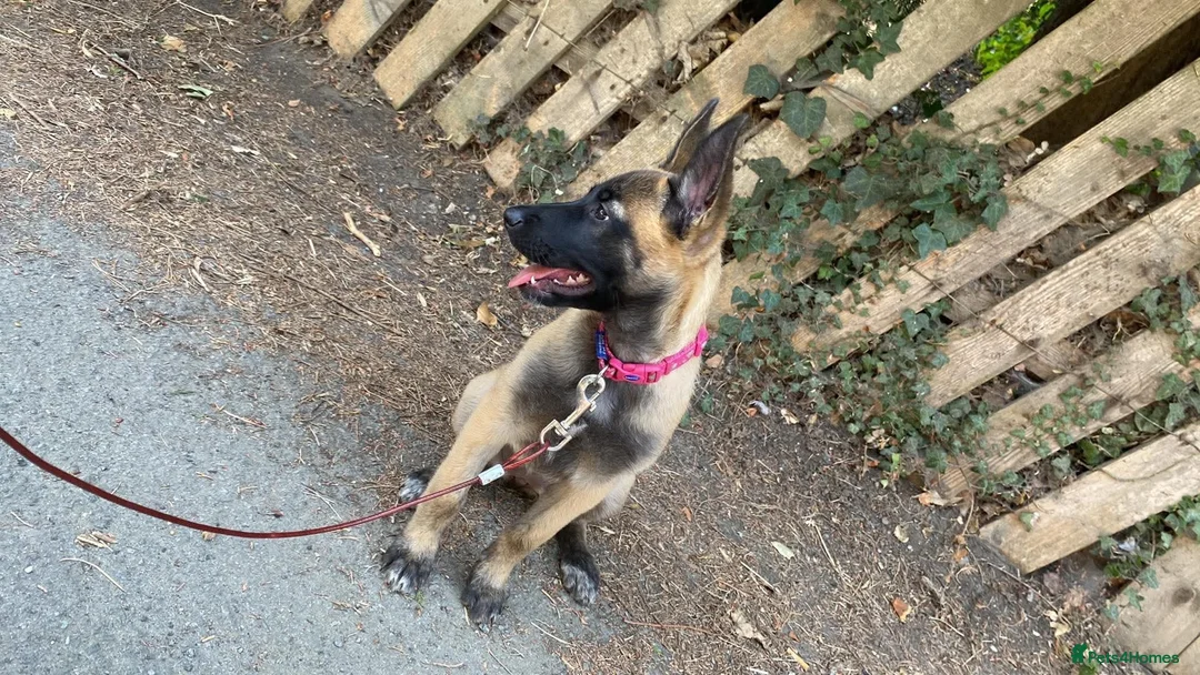Belgian Shepherd Dog dogs for sale: Skye Belgian mallinos in Stockton-on-Tees - Advert 2