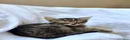 Mixed Breed cats for sale: 3 tabby kittens for sale - Advert 4
