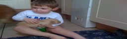 Golden Retriever dogs for sale: Champion Line Pedigree Golden Retriever Puppies - Advert 10