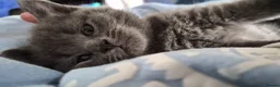British Shorthair cats for sale: Beautiful British Shorthair Cross Kittens - Advert 7