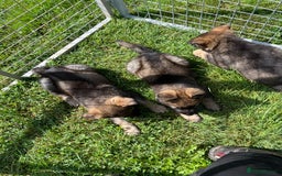 German Shepherd dogs for sale: German Shepherd Pups  - Image 18