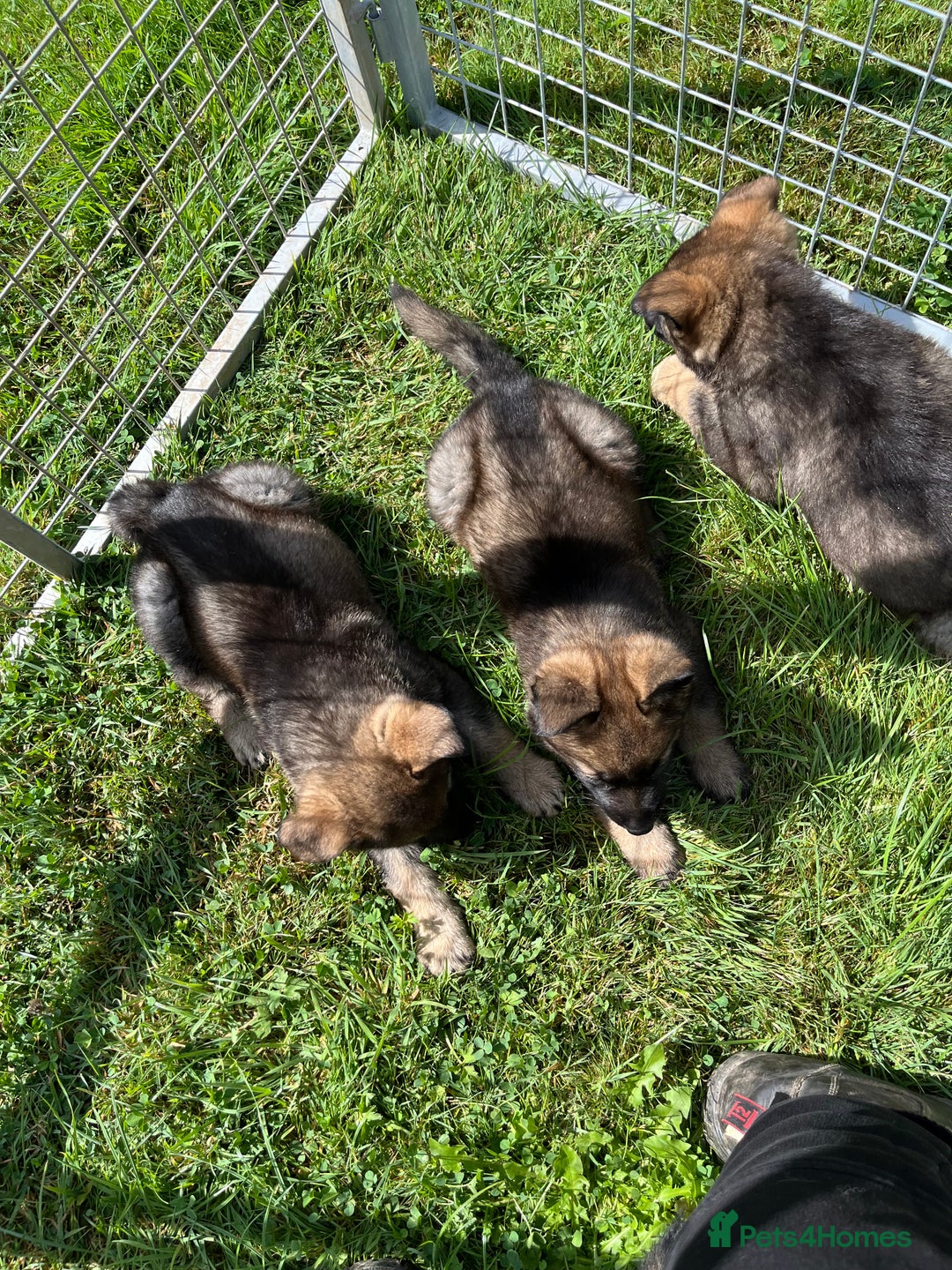 German Shepherd dogs for sale: German Shepherd Pups  - Image 18