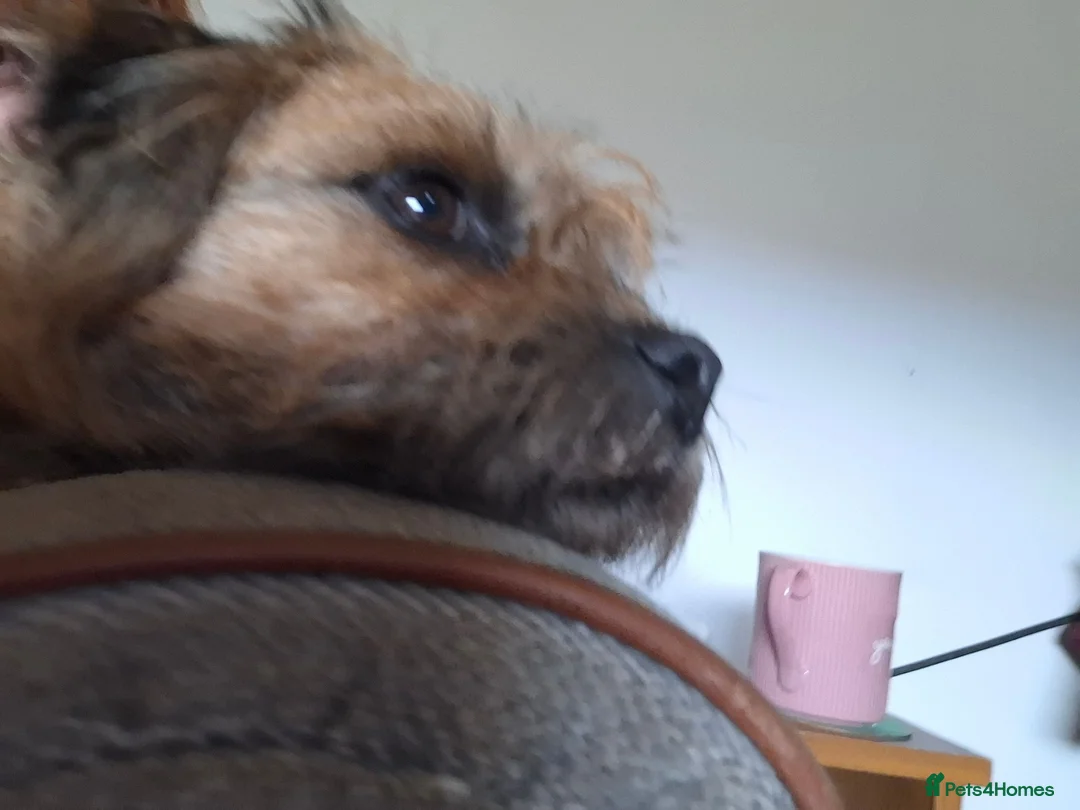 Border Terrier dogs for sale: 4 year old Border terrier - Advert 2