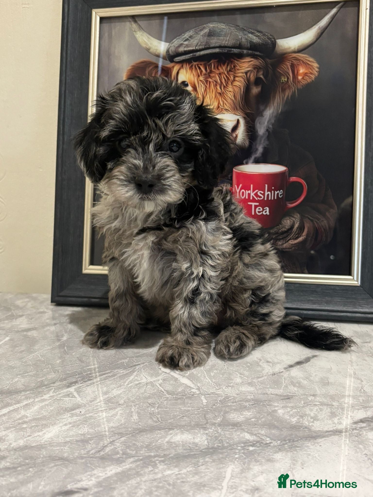 Cavapoo dogs Health tested Cavapoo puppies  - Advert 1