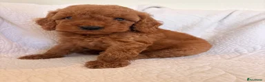 Cockapoo 1