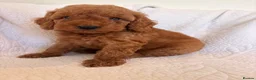 Cockapoo dogs for sale: LICENSED BREEDER QUALITY COCKAPOO PUPPIES  - Advert 28