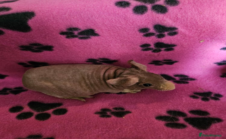 Guinea Pig rodents - Advert 14