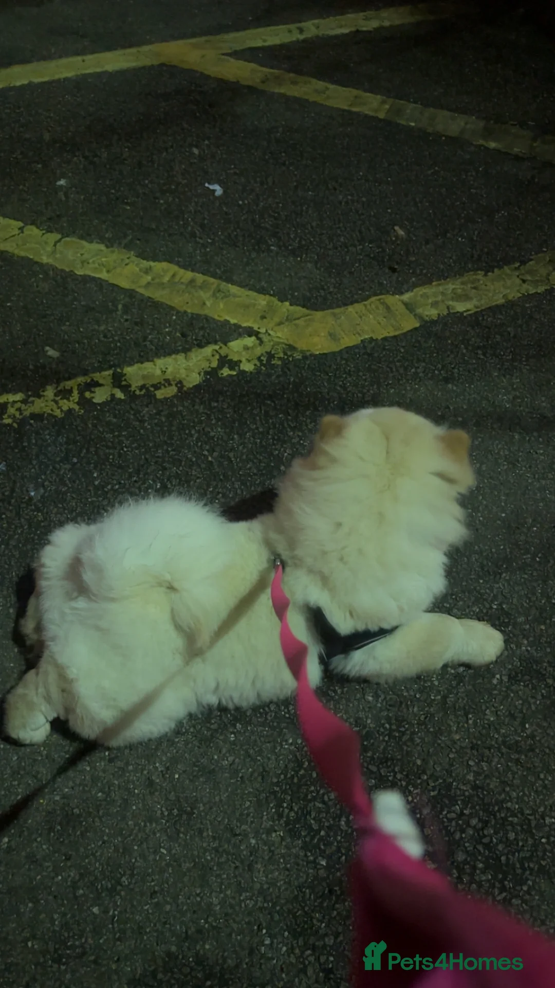 Chow Chow dogs for sale: Teddy The Chow  - Advert 2