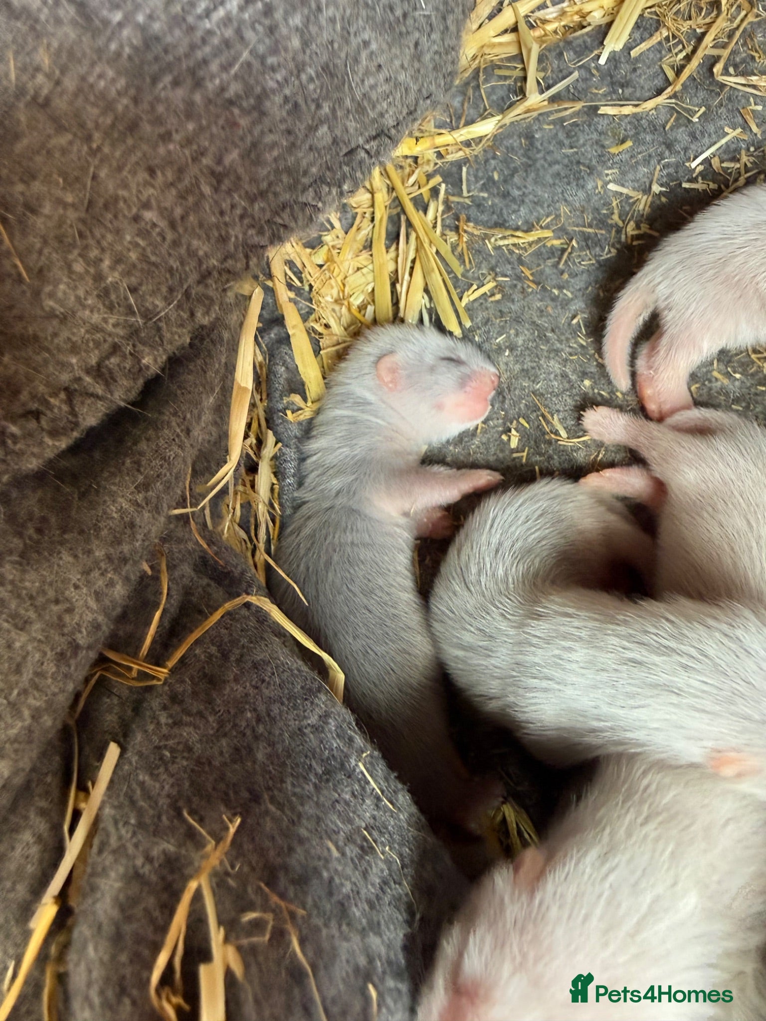 Ferret rodents Micro Ferrets  - Advert 2