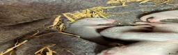 Ferret rodents for sale: Micro Ferrets  in Newent - Advert 2