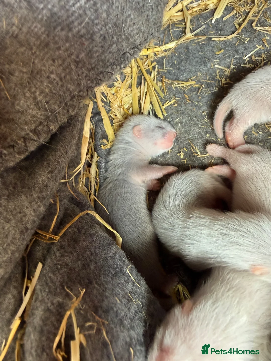 Ferret rodents for sale: Micro Ferrets  in Newent - Advert 2