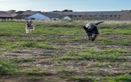 German Shepherd dogs for sale: 6 month old German Shepherd cross female puppy - Image 3