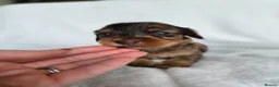 Miniature Dachshund dogs for sale: ❤️Miniature dachshund puppies❤️ - Advert 9
