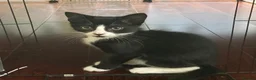 Scottish Fold cats for sale: Three Stunning Girls and Two Charming Boys - Advert 4