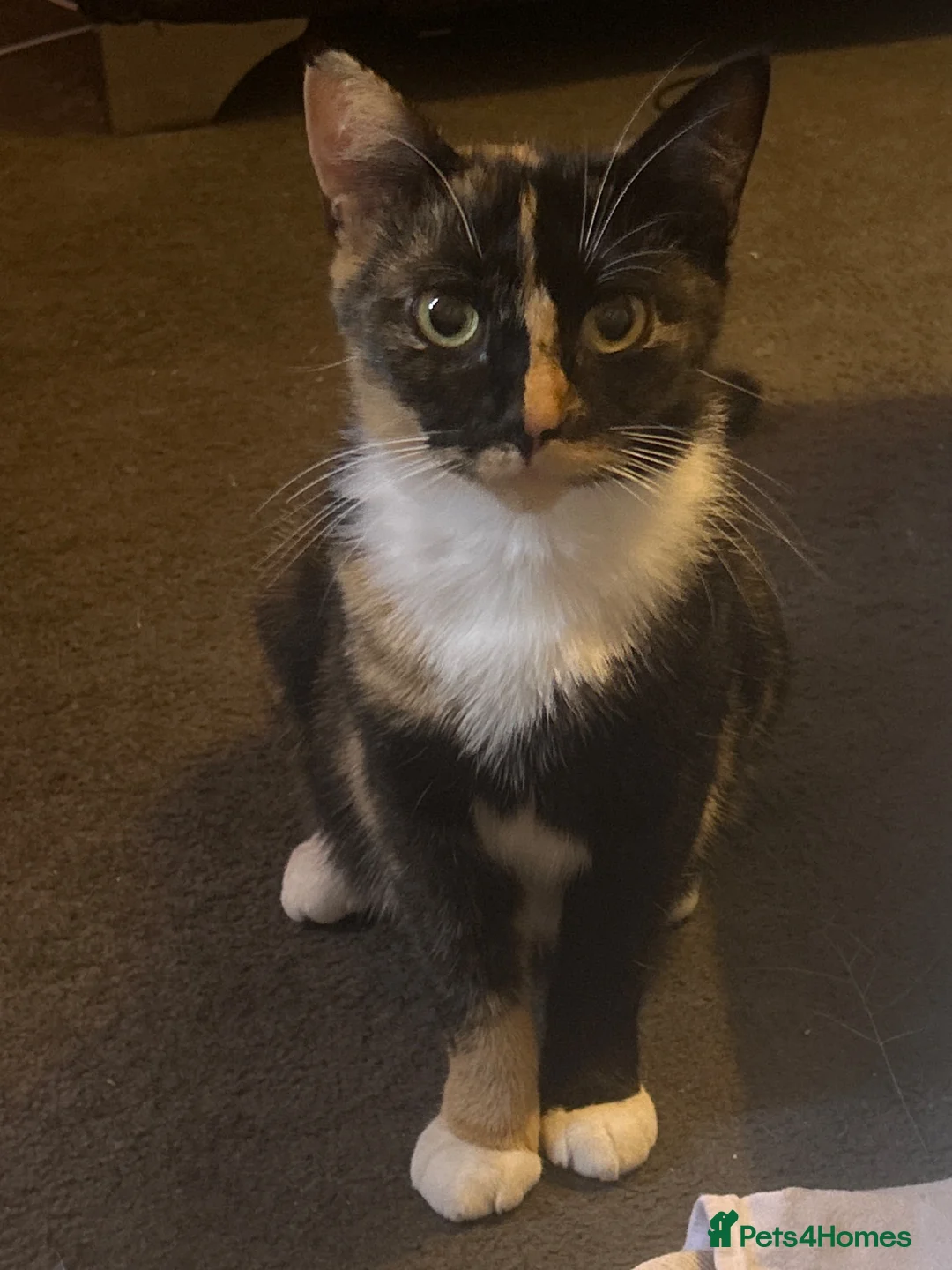 Mixed Breed cats for sale: Kitten for sale x  - Advert 1