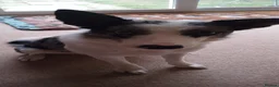 Border Collie dogs for sale: Kayah - Advert 2
