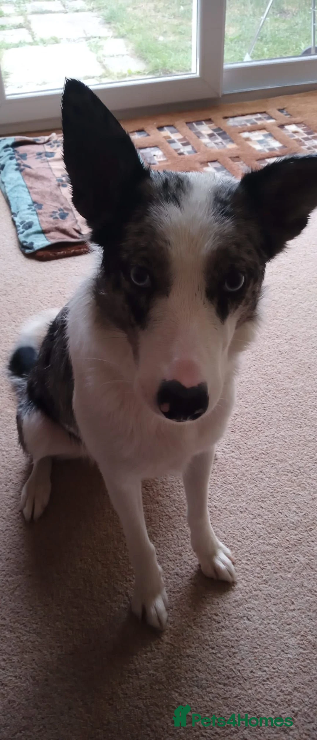 Border Collie dogs for sale: Kayah - Advert 2