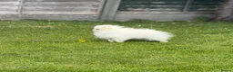 Pomeranian dogs for sale: Snowy boy  - Advert 9