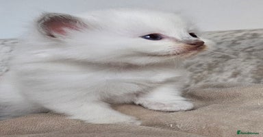 Ragdoll cats in Dundee - Advert 8