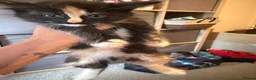 Mixed Breed cats for sale: Calico or a tortoiseshell - Advert 3