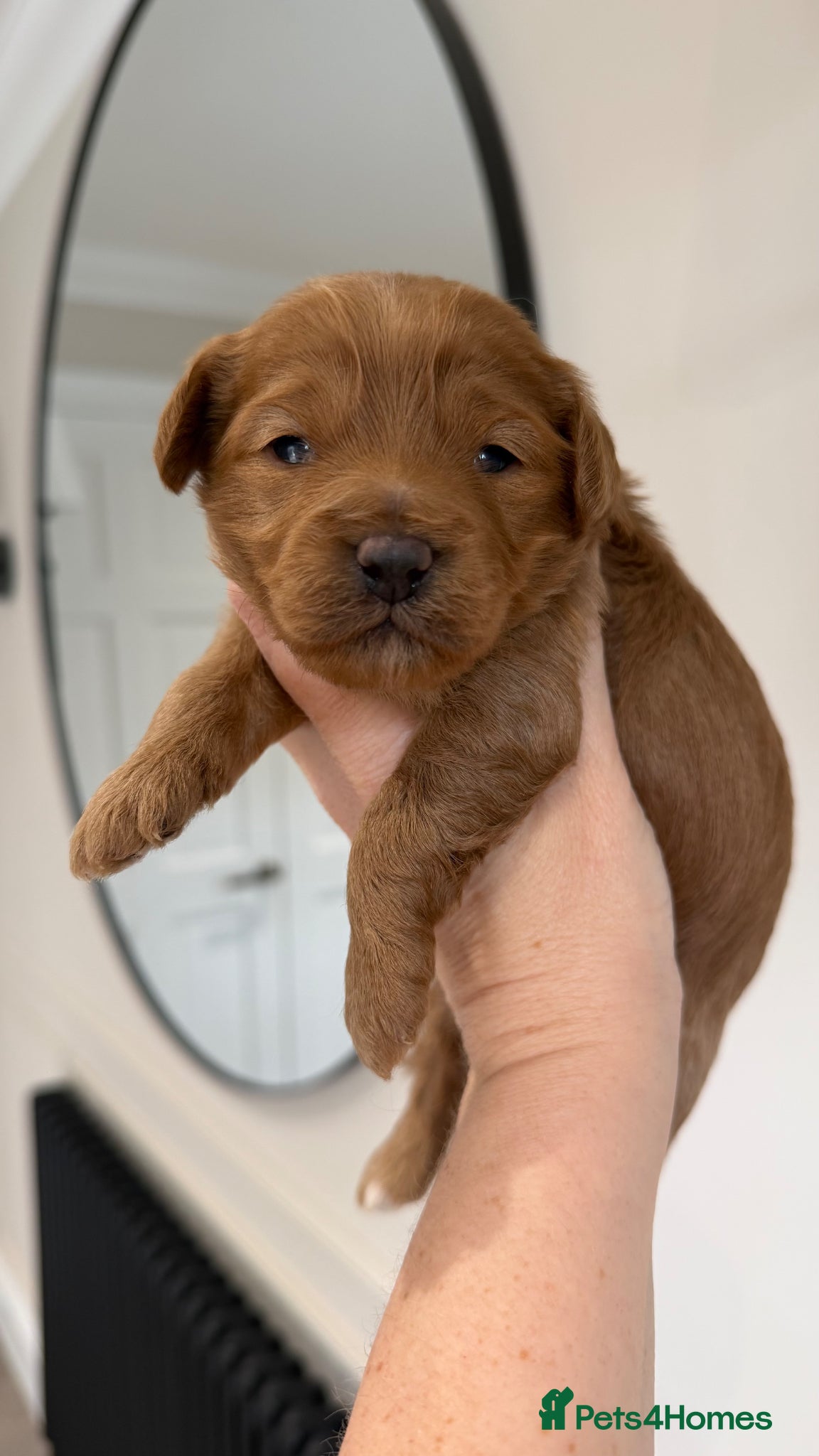 Cavapoo dogs The most beautiful Cavapoos - Advert 17