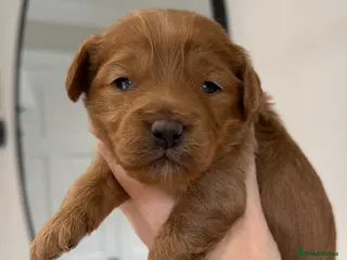 Cavapoo dogs The most beautiful Cavapoos - Advert 17