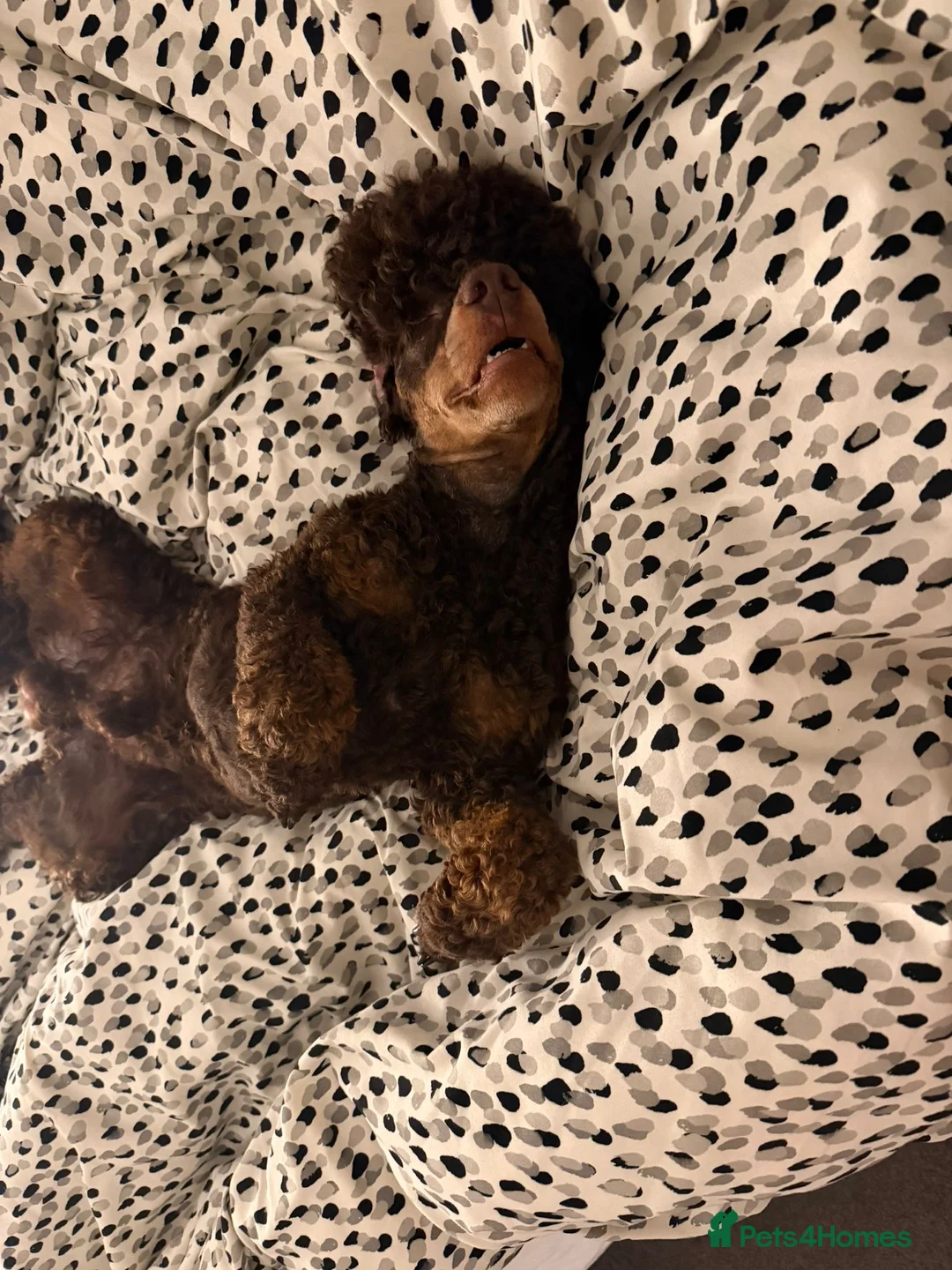 Miniature Poodle dogs for stud: KC Reg and Health Tested STUD DOG in Bacup - Advert 2