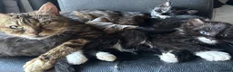 Mixed Breed cats for sale: Adorable kittens  - Advert 3