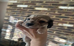 Miniature Dachshund dogs for sale: long haired miniature dachshund puppies - Image 19