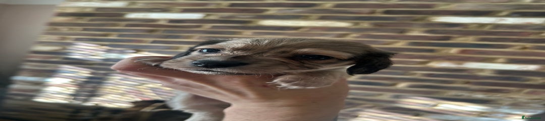 Miniature Dachshund Puppy 7