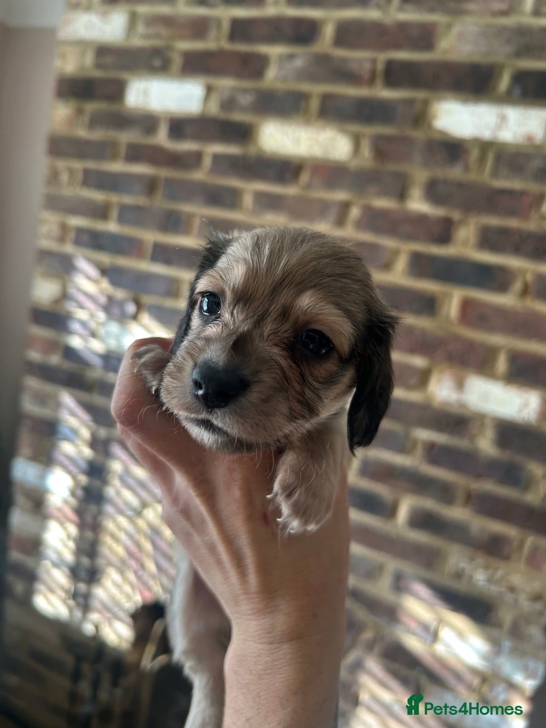 Miniature Dachshund dogs for sale: long haired miniature dachshund puppies - Image 19