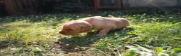 Golden Retriever dogs for sale: Litter of Golden Retriver puppies in Peterborough - Advert 13
