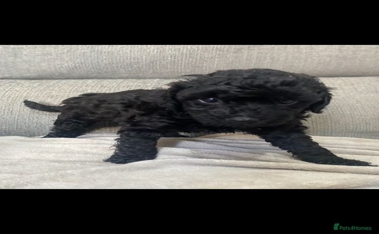 Cockapoo dogs - Advert 10