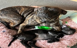 Staffordshire Bull Terrier dogs for sale: Last Stunning girl  - Image 5