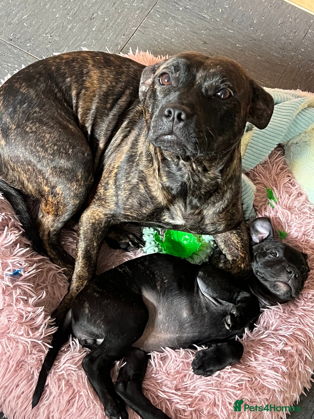 Staffordshire Bull Terrier dogs for sale: Last Stunning girl  - Image 5