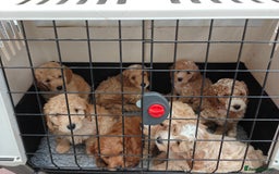 Cockapoo dogs for sale: Gorgous F1B Cockapoo Puppies ready 12th October  - Image 23