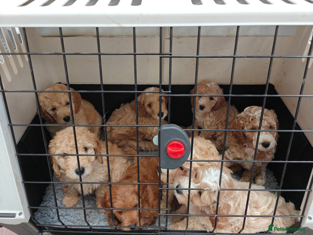 Cockapoo dogs for sale: Gorgous F1B Cockapoo Puppies ready 12th October  - Image 23