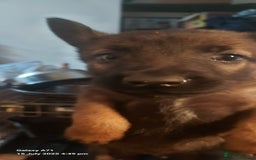 Belgian Shepherd Dog dogs for sale: Belgium malinois puppies  - Image 5