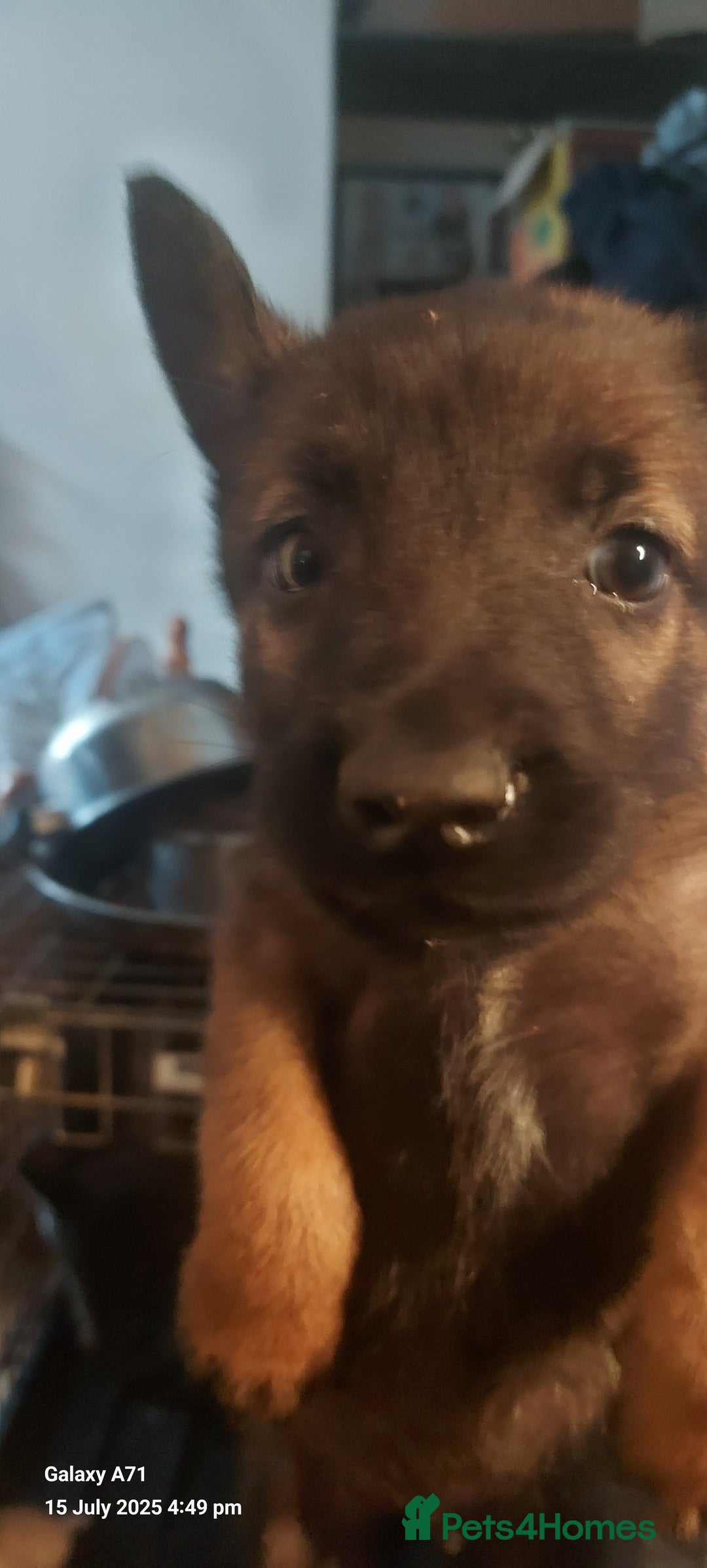 Belgian Shepherd Dog dogs for sale: Belgium malinois puppies  - Image 5