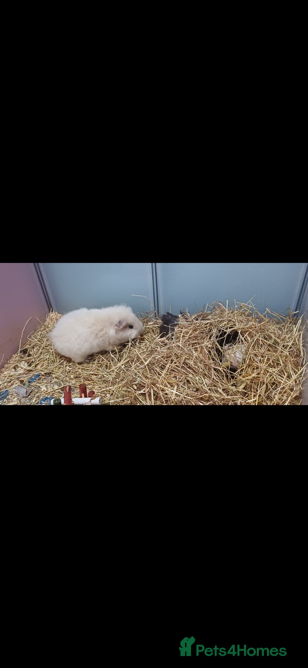 Guinea Pig rodents for sale: Cloud and rain+everything you need for them - Advert 8